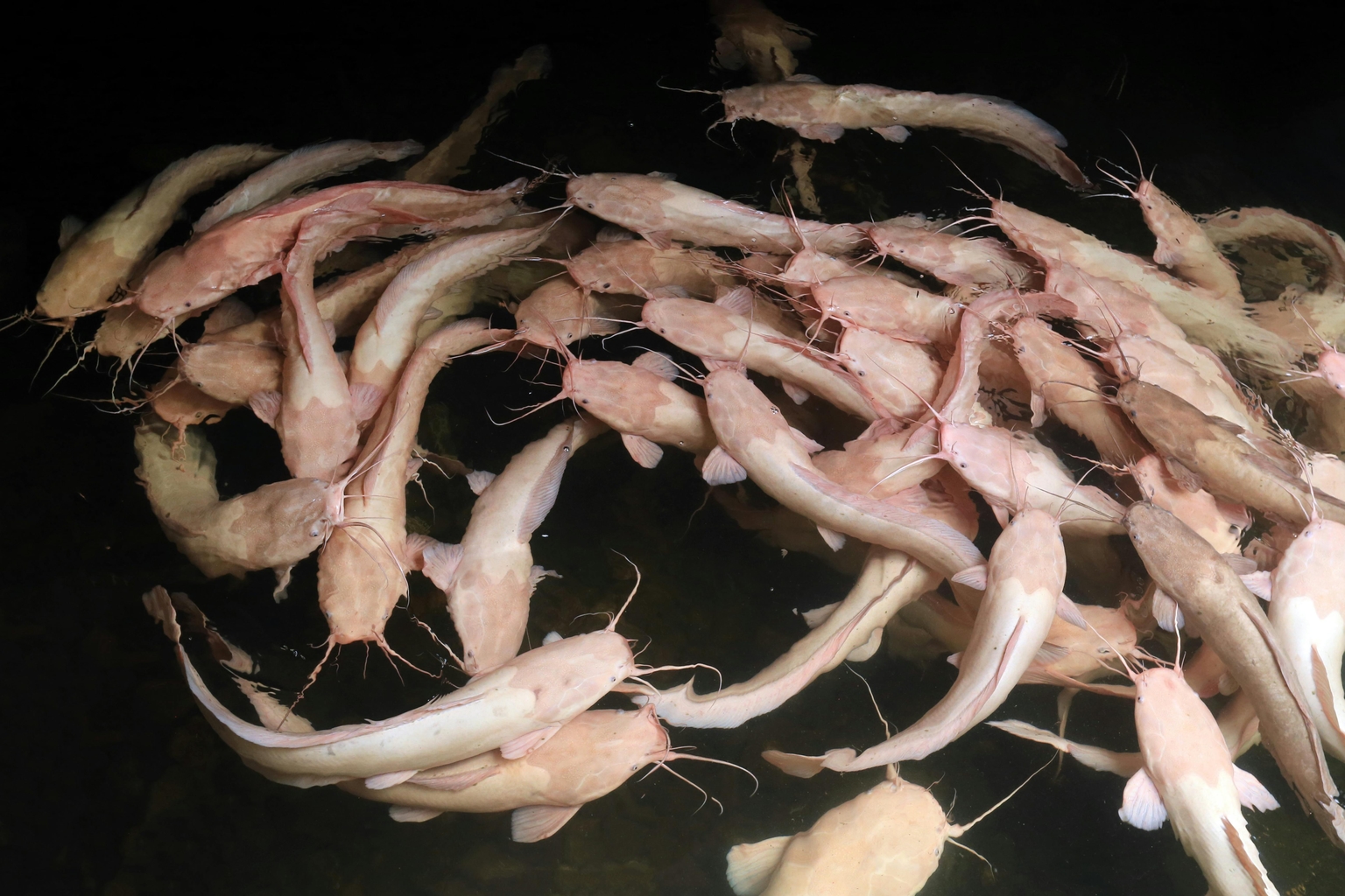 Commitment to Sustainability